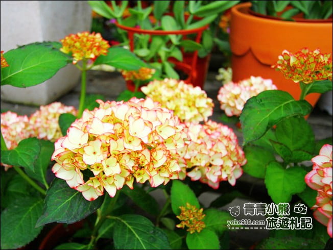 彰化景點》埔茂花市.免門票親子景點~逛園藝、還有沙坑.溜滑梯.DIY可以玩 @青青小熊*旅遊札記 彰化景點》埔茂花市.免門票親子景點~逛園藝、還有沙坑.溜滑梯.DIY可以玩 @青青小熊*旅遊札記