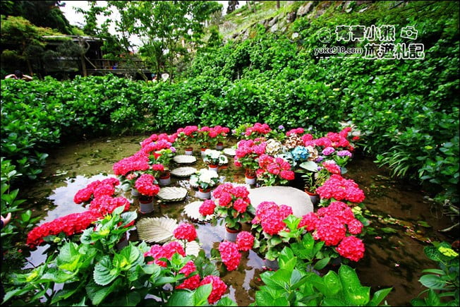 台北景點》名陽匍休閒農莊.來去陽明山賞海芋、還有唯美小木屋、盪鞦韆 @青青小熊*旅遊札記 台北景點》名陽匍休閒農莊.來去陽明山賞海芋、還有唯美小木屋、盪鞦韆 @青青小熊*旅遊札記