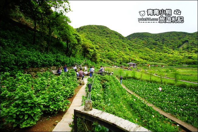 台北景點》名陽匍休閒農莊.來去陽明山賞海芋、還有唯美小木屋、盪鞦韆 @青青小熊*旅遊札記 台北景點》名陽匍休閒農莊.來去陽明山賞海芋、還有唯美小木屋、盪鞦韆 @青青小熊*旅遊札記