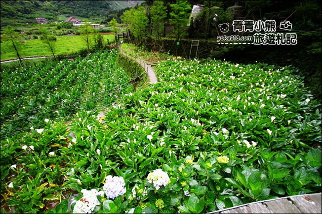 台北景點》名陽匍休閒農莊.來去陽明山賞海芋、還有唯美小木屋、盪鞦韆 @青青小熊*旅遊札記 台北景點》名陽匍休閒農莊.來去陽明山賞海芋、還有唯美小木屋、盪鞦韆 @青青小熊*旅遊札記