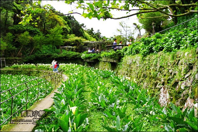 台北景點》名陽匍休閒農莊．來去陽明山賞海芋、還有唯美小木屋、盪鞦韆 @青青小熊＊旅遊札記