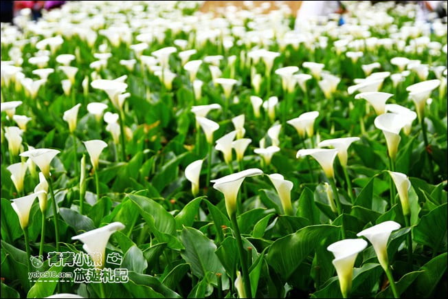 台北景點》名陽匍休閒農莊.來去陽明山賞海芋、還有唯美小木屋、盪鞦韆 @青青小熊*旅遊札記 台北景點》名陽匍休閒農莊.來去陽明山賞海芋、還有唯美小木屋、盪鞦韆 @青青小熊*旅遊札記