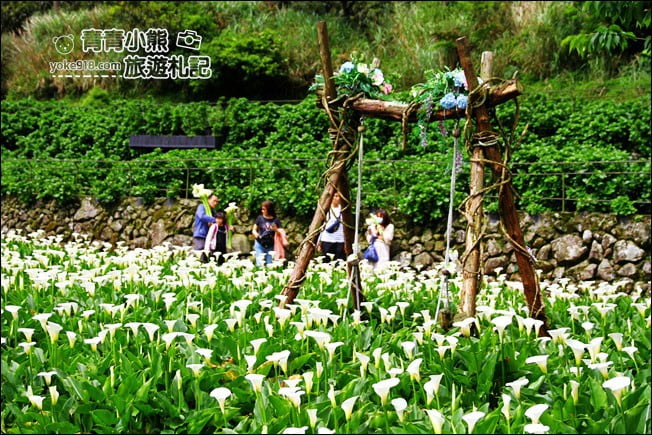 台北景點》名陽匍休閒農莊.來去陽明山賞海芋、還有唯美小木屋、盪鞦韆 @青青小熊*旅遊札記 台北景點》名陽匍休閒農莊.來去陽明山賞海芋、還有唯美小木屋、盪鞦韆 @青青小熊*旅遊札記