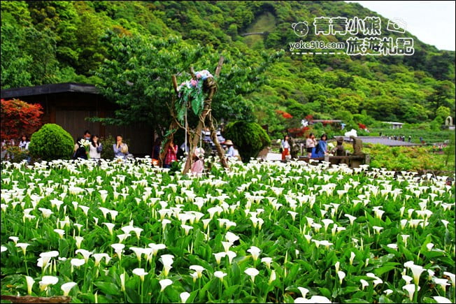台北景點》名陽匍休閒農莊.來去陽明山賞海芋、還有唯美小木屋、盪鞦韆 @青青小熊*旅遊札記 台北景點》名陽匍休閒農莊.來去陽明山賞海芋、還有唯美小木屋、盪鞦韆 @青青小熊*旅遊札記