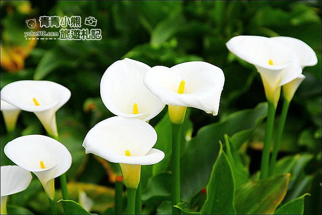 台北景點》名陽匍休閒農莊．來去陽明山賞海芋、還有唯美小木屋、盪鞦韆 @青青小熊＊旅遊札記