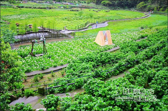 台北景點》名陽匍休閒農莊.來去陽明山賞海芋、還有唯美小木屋、盪鞦韆 @青青小熊*旅遊札記 台北景點》名陽匍休閒農莊.來去陽明山賞海芋、還有唯美小木屋、盪鞦韆 @青青小熊*旅遊札記