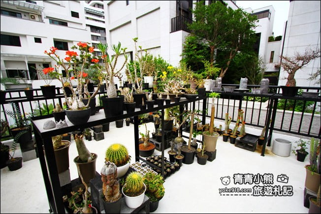 台中南屯新景點》酉 x 5pm結合綠色植物、景觀設計~玻璃屋下午茶 @青青小熊*旅遊札記 台中南屯新景點》酉 x 5pm結合綠色植物、景觀設計~玻璃屋下午茶 @青青小熊*旅遊札記
