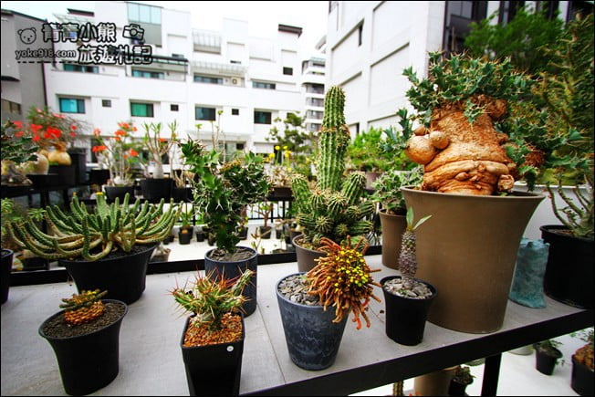 台中南屯新景點》酉 x 5pm結合綠色植物、景觀設計~玻璃屋下午茶 @青青小熊*旅遊札記 台中南屯新景點》酉 x 5pm結合綠色植物、景觀設計~玻璃屋下午茶 @青青小熊*旅遊札記