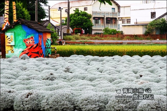 雲林虎尾》雪白波波草田.IG打卡推薦,好像撒上糖霜的波波草 @青青小熊*旅遊札記 雲林虎尾》雪白波波草田.IG打卡推薦,好像撒上糖霜的波波草 @青青小熊*旅遊札記