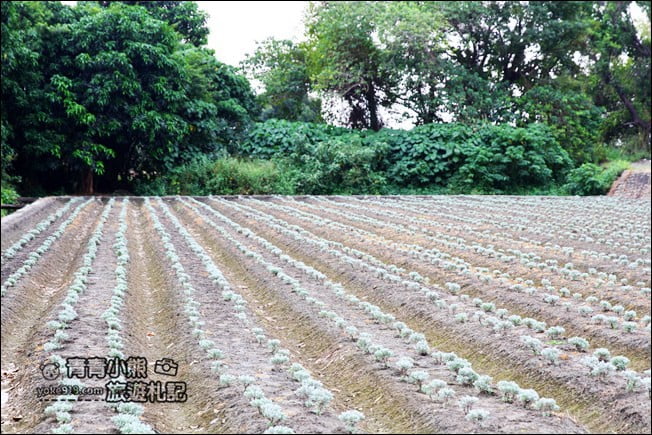 雲林虎尾》雪白波波草田.IG打卡推薦,好像撒上糖霜的波波草 @青青小熊*旅遊札記 雲林虎尾》雪白波波草田.IG打卡推薦,好像撒上糖霜的波波草 @青青小熊*旅遊札記