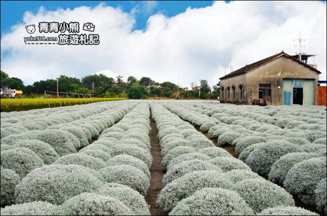 雲林虎尾》雪白波波草田.IG打卡推薦,好像撒上糖霜的波波草 @青青小熊*旅遊札記 雲林虎尾》雪白波波草田.IG打卡推薦,好像撒上糖霜的波波草 @青青小熊*旅遊札記