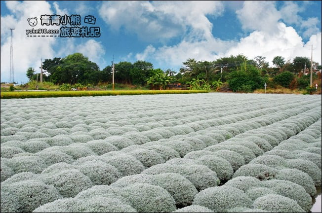雲林虎尾》雪白波波草田.IG打卡推薦,好像撒上糖霜的波波草 @青青小熊*旅遊札記 雲林虎尾》雪白波波草田.IG打卡推薦,好像撒上糖霜的波波草 @青青小熊*旅遊札記