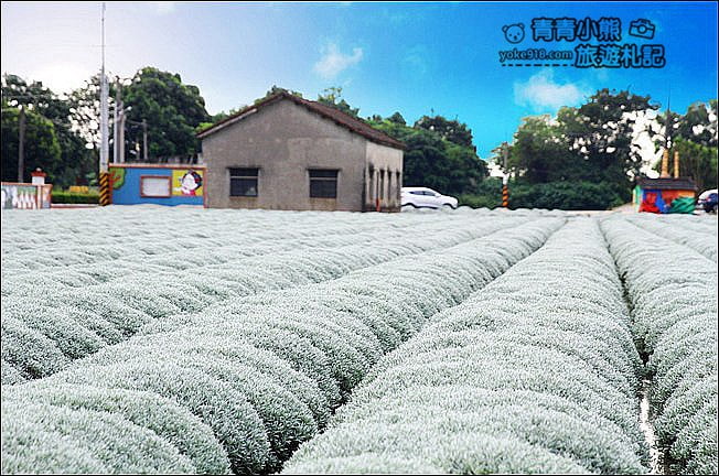 雲林虎尾》雪白波波草田．IG打卡推薦，好像撒上糖霜的波波草 @青青小熊＊旅遊札記