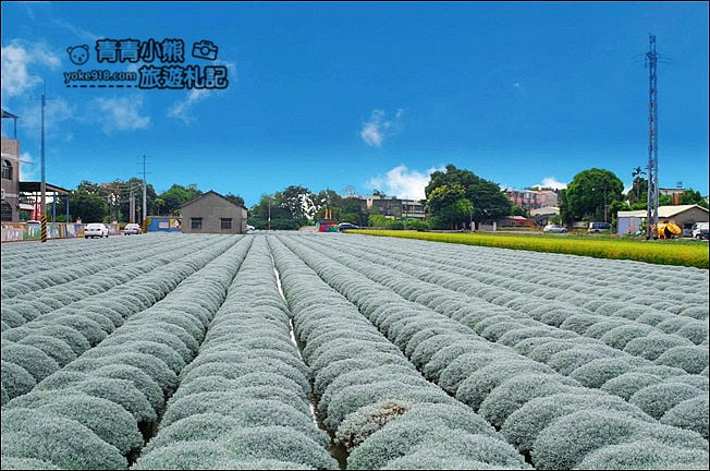 雲林虎尾》雪白波波草田．IG打卡推薦，好像撒上糖霜的波波草 @青青小熊＊旅遊札記