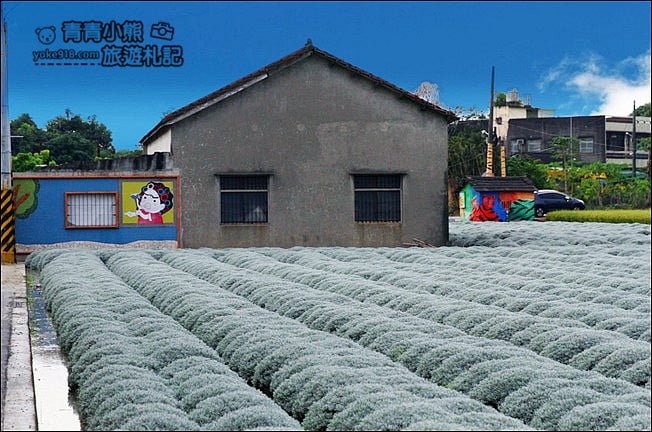 雲林虎尾》雪白波波草田.IG打卡推薦,好像撒上糖霜的波波草 @青青小熊*旅遊札記 雲林虎尾》雪白波波草田.IG打卡推薦,好像撒上糖霜的波波草 @青青小熊*旅遊札記