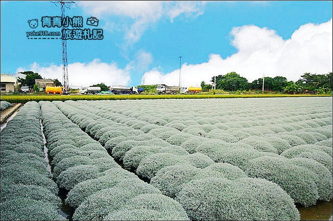 雲林虎尾》雪白波波草田.IG打卡推薦,好像撒上糖霜的波波草 @青青小熊*旅遊札記 雲林虎尾》雪白波波草田.IG打卡推薦,好像撒上糖霜的波波草 @青青小熊*旅遊札記