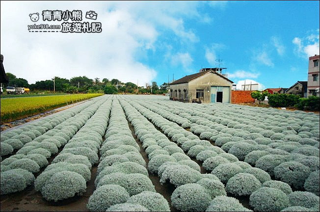 雲林虎尾》雪白波波草田．IG打卡推薦，好像撒上糖霜的波波草 @青青小熊＊旅遊札記