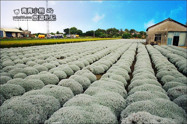 雲林虎尾》雪白波波草田.IG打卡推薦,好像撒上糖霜的波波草 @青青小熊*旅遊札記 雲林虎尾》雪白波波草田.IG打卡推薦,好像撒上糖霜的波波草 @青青小熊*旅遊札記