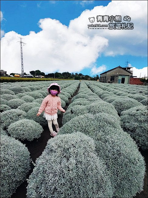 雲林虎尾》雪白波波草田．IG打卡推薦，好像撒上糖霜的波波草 @青青小熊＊旅遊札記