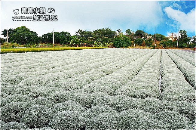 雲林虎尾》雪白波波草田．IG打卡推薦，好像撒上糖霜的波波草 @青青小熊＊旅遊札記