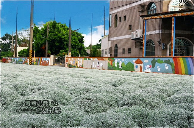 雲林虎尾》雪白波波草田.IG打卡推薦,好像撒上糖霜的波波草 @青青小熊*旅遊札記 雲林虎尾》雪白波波草田.IG打卡推薦,好像撒上糖霜的波波草 @青青小熊*旅遊札記