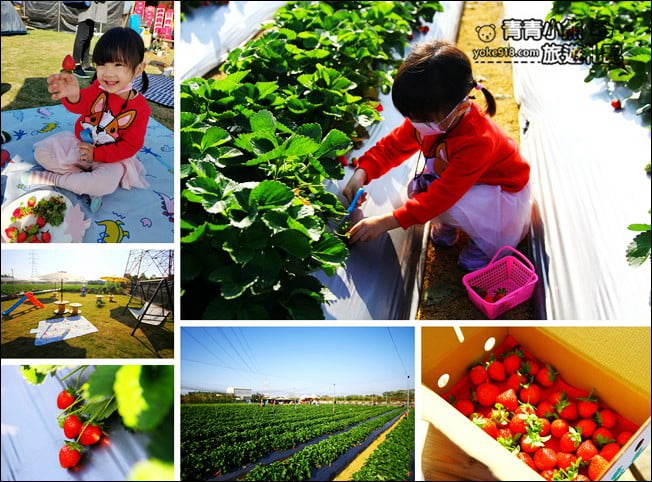 彰化景點》田尾草莓幼幼班.採草莓、溜小孩~田尾親子景點推薦 @青青小熊*旅遊札記 彰化景點》田尾草莓幼幼班.採草莓、溜小孩~田尾親子景點推薦 @青青小熊*旅遊札記