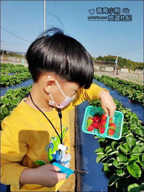 彰化景點》田尾草莓幼幼班．採草莓、溜小孩~田尾親子景點推薦 @青青小熊＊旅遊札記