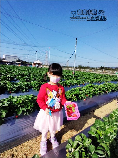彰化景點》田尾草莓幼幼班.採草莓、溜小孩~田尾親子景點推薦 @青青小熊*旅遊札記 彰化景點》田尾草莓幼幼班.採草莓、溜小孩~田尾親子景點推薦 @青青小熊*旅遊札記