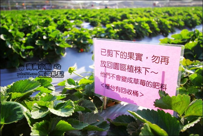 彰化景點》田尾草莓幼幼班.採草莓、溜小孩~田尾親子景點推薦 @青青小熊*旅遊札記 彰化景點》田尾草莓幼幼班.採草莓、溜小孩~田尾親子景點推薦 @青青小熊*旅遊札記