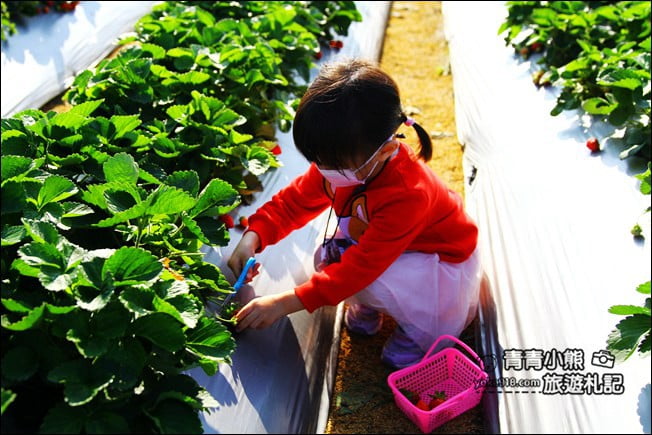彰化景點》田尾草莓幼幼班.採草莓、溜小孩~田尾親子景點推薦 @青青小熊*旅遊札記 彰化景點》田尾草莓幼幼班.採草莓、溜小孩~田尾親子景點推薦 @青青小熊*旅遊札記