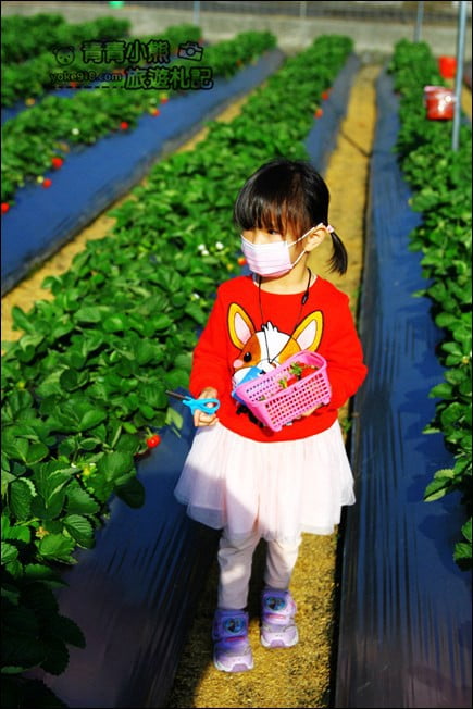 彰化景點》田尾草莓幼幼班.採草莓、溜小孩~田尾親子景點推薦 @青青小熊*旅遊札記 彰化景點》田尾草莓幼幼班.採草莓、溜小孩~田尾親子景點推薦 @青青小熊*旅遊札記