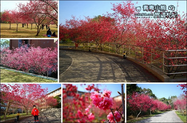 南投景點》暨南大學櫻花.埔里賞櫻景點~不用到深山,櫻花林好迷人 @青青小熊*旅遊札記 南投景點》暨南大學櫻花.埔里賞櫻景點~不用到深山,櫻花林好迷人 @青青小熊*旅遊札記