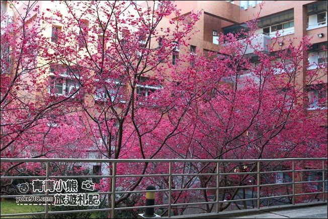 南投景點》暨南大學櫻花．埔里賞櫻景點~不用到深山，櫻花林好迷人 @青青小熊＊旅遊札記