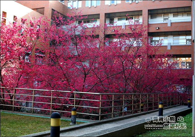 南投景點》暨南大學櫻花．埔里賞櫻景點~不用到深山，櫻花林好迷人 @青青小熊＊旅遊札記