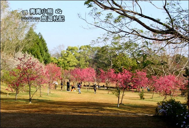 南投景點》暨南大學櫻花.埔里賞櫻景點~不用到深山,櫻花林好迷人 @青青小熊*旅遊札記 南投景點》暨南大學櫻花.埔里賞櫻景點~不用到深山,櫻花林好迷人 @青青小熊*旅遊札記