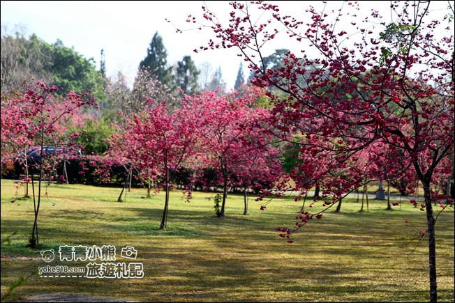南投景點》暨南大學櫻花.埔里賞櫻景點~不用到深山,櫻花林好迷人 @青青小熊*旅遊札記 南投景點》暨南大學櫻花.埔里賞櫻景點~不用到深山,櫻花林好迷人 @青青小熊*旅遊札記
