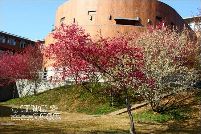 南投景點》暨南大學櫻花.埔里賞櫻景點~不用到深山,櫻花林好迷人 @青青小熊*旅遊札記 南投景點》暨南大學櫻花.埔里賞櫻景點~不用到深山,櫻花林好迷人 @青青小熊*旅遊札記