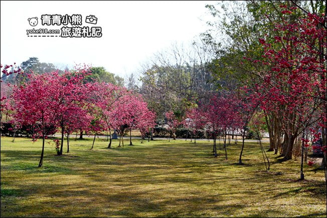南投景點》暨南大學櫻花.埔里賞櫻景點~不用到深山,櫻花林好迷人 @青青小熊*旅遊札記 南投景點》暨南大學櫻花.埔里賞櫻景點~不用到深山,櫻花林好迷人 @青青小熊*旅遊札記