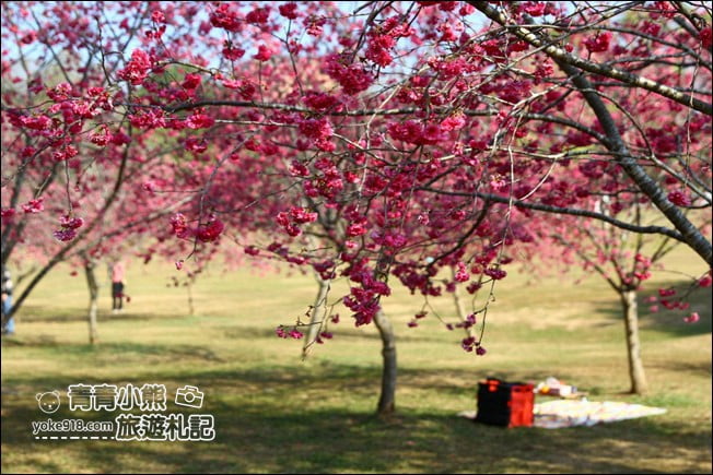 南投景點》暨南大學櫻花.埔里賞櫻景點~不用到深山,櫻花林好迷人 @青青小熊*旅遊札記 南投景點》暨南大學櫻花.埔里賞櫻景點~不用到深山,櫻花林好迷人 @青青小熊*旅遊札記