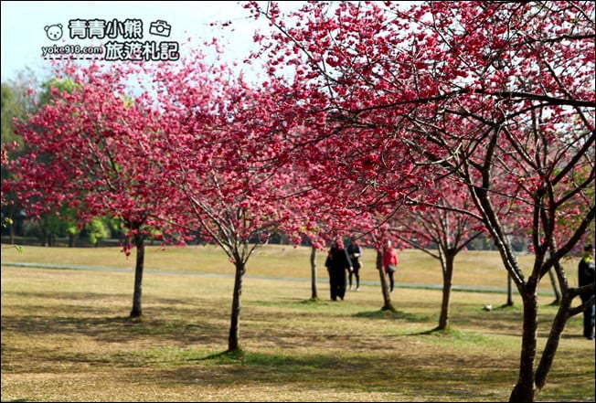 南投景點》暨南大學櫻花．埔里賞櫻景點~不用到深山，櫻花林好迷人 @青青小熊＊旅遊札記