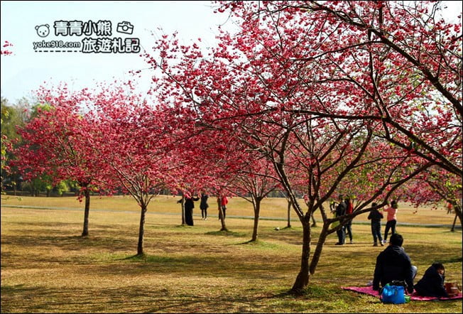 南投景點》暨南大學櫻花．埔里賞櫻景點~不用到深山，櫻花林好迷人 @青青小熊＊旅遊札記