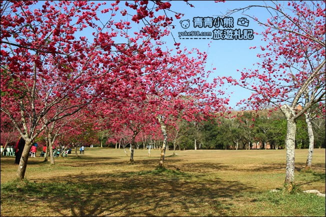 南投景點》暨南大學櫻花．埔里賞櫻景點~不用到深山，櫻花林好迷人 @青青小熊＊旅遊札記