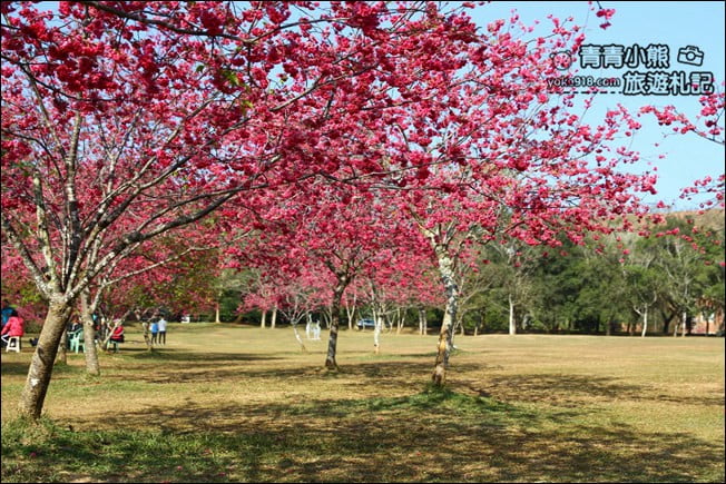 南投景點》暨南大學櫻花.埔里賞櫻景點~不用到深山,櫻花林好迷人 @青青小熊*旅遊札記 南投景點》暨南大學櫻花.埔里賞櫻景點~不用到深山,櫻花林好迷人 @青青小熊*旅遊札記