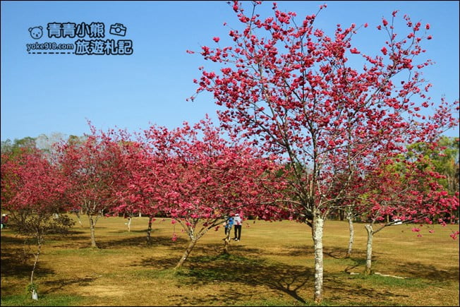 南投景點》暨南大學櫻花.埔里賞櫻景點~不用到深山,櫻花林好迷人 @青青小熊*旅遊札記 南投景點》暨南大學櫻花.埔里賞櫻景點~不用到深山,櫻花林好迷人 @青青小熊*旅遊札記