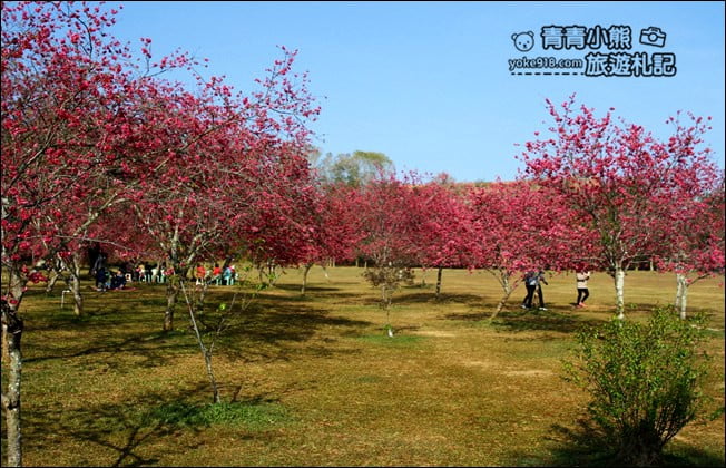 南投景點》暨南大學櫻花．埔里賞櫻景點~不用到深山，櫻花林好迷人 @青青小熊＊旅遊札記