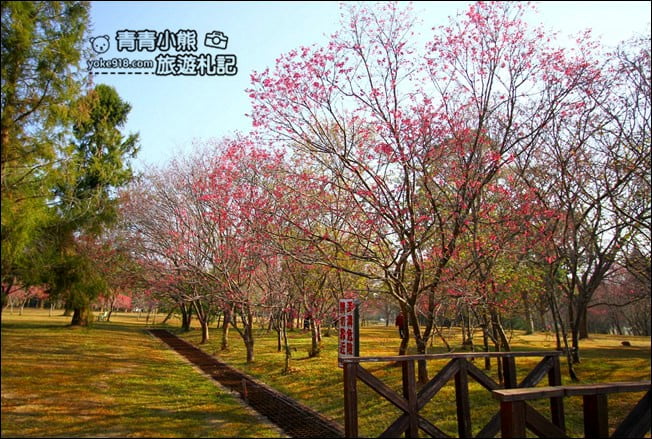 南投景點》暨南大學櫻花.埔里賞櫻景點~不用到深山,櫻花林好迷人 @青青小熊*旅遊札記 南投景點》暨南大學櫻花.埔里賞櫻景點~不用到深山,櫻花林好迷人 @青青小熊*旅遊札記