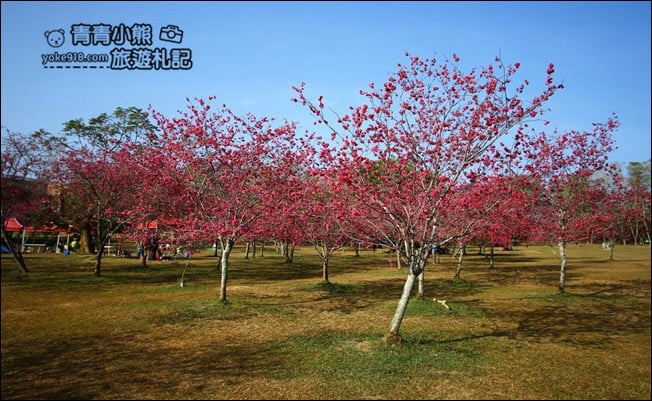 南投景點》暨南大學櫻花.埔里賞櫻景點~不用到深山,櫻花林好迷人 @青青小熊*旅遊札記 南投景點》暨南大學櫻花.埔里賞櫻景點~不用到深山,櫻花林好迷人 @青青小熊*旅遊札記
