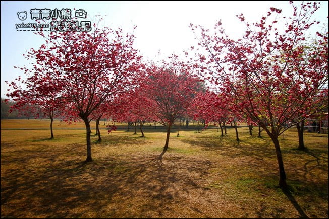 南投景點》暨南大學櫻花．埔里賞櫻景點~不用到深山，櫻花林好迷人 @青青小熊＊旅遊札記