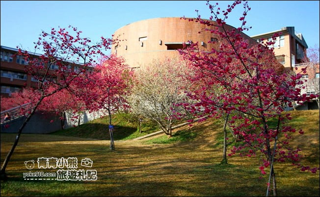 南投景點》暨南大學櫻花.埔里賞櫻景點~不用到深山,櫻花林好迷人 @青青小熊*旅遊札記 南投景點》暨南大學櫻花.埔里賞櫻景點~不用到深山,櫻花林好迷人 @青青小熊*旅遊札記
