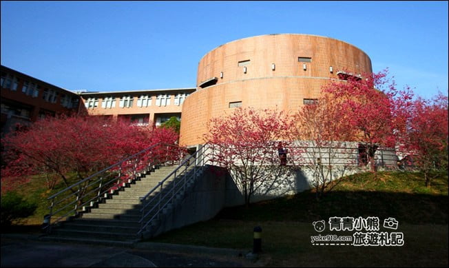 南投景點》暨南大學櫻花.埔里賞櫻景點~不用到深山,櫻花林好迷人 @青青小熊*旅遊札記 南投景點》暨南大學櫻花.埔里賞櫻景點~不用到深山,櫻花林好迷人 @青青小熊*旅遊札記